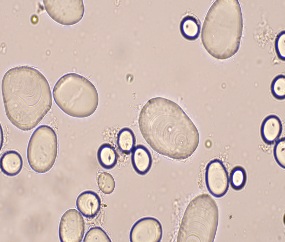 土豆显微镜细胞结构图图片